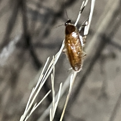 Blattidae sp. (family) (Unidentified blattid cockroach) at Mount Ainslie - 2 Mar 2023 by Hejor1