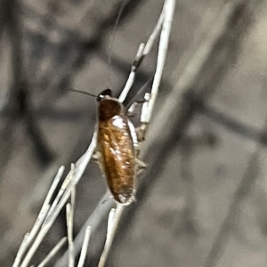 Blattidae sp. (family) at Campbell, ACT - 2 Mar 2023 08:14 PM