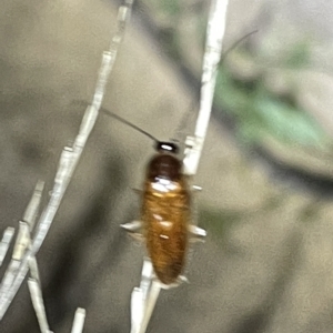 Blattidae sp. (family) at Campbell, ACT - 2 Mar 2023