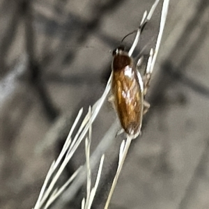 Blattidae sp. (family) at Campbell, ACT - 2 Mar 2023