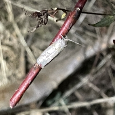 Gelechioidea (superfamily) (Unidentified Gelechioid moth) at Campbell, ACT - 2 Mar 2023 by Hejor1