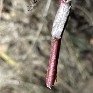 Gelechioidea (superfamily) at Campbell, ACT - 2 Mar 2023