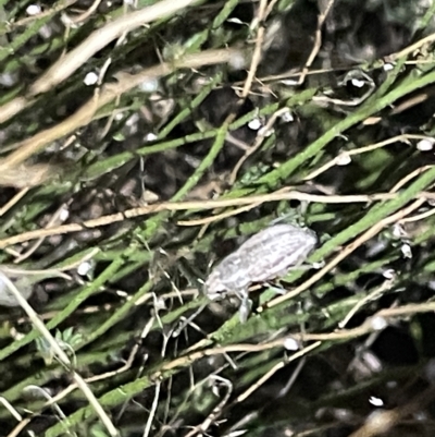 Naupactus leucoloma (White-fringed weevil) at Campbell, ACT - 2 Mar 2023 by Hejor1