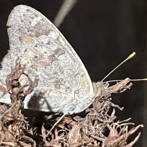 Junonia villida at Campbell, ACT - 2 Mar 2023