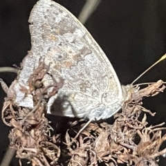 Junonia villida at Campbell, ACT - 2 Mar 2023