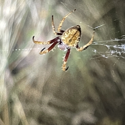 Hortophora sp. (genus) (Garden orb weaver) at Mount Ainslie - 2 Mar 2023 by Hejor1