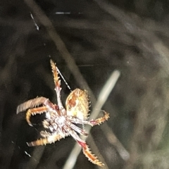 Hortophora sp. (genus) at Campbell, ACT - 2 Mar 2023