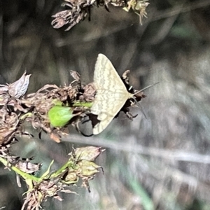 Scopula rubraria at Campbell, ACT - 2 Mar 2023 08:01 PM