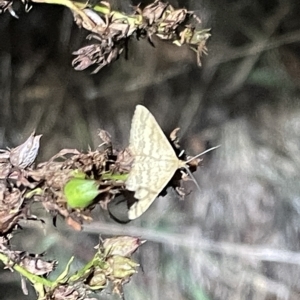 Scopula rubraria at Campbell, ACT - 2 Mar 2023 08:01 PM