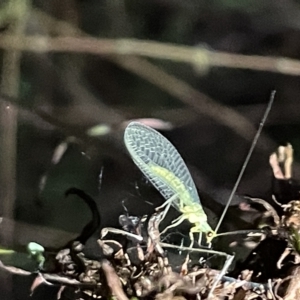 Chrysopidae (family) at Campbell, ACT - 2 Mar 2023