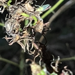 Chrysopidae (family) at Campbell, ACT - 2 Mar 2023