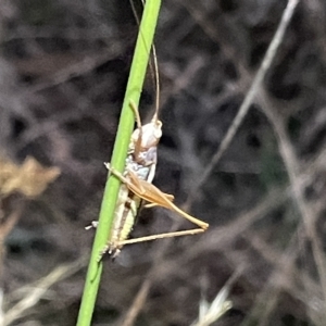 Conocephalus semivittatus at Mount Ainslie - 2 Mar 2023 07:58 PM