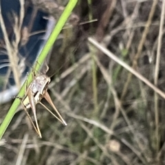 Conocephalus semivittatus at Mount Ainslie - 2 Mar 2023 07:58 PM