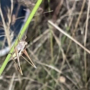 Conocephalus semivittatus at Mount Ainslie - 2 Mar 2023 07:58 PM