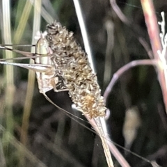 Conocephalus semivittatus at Mount Ainslie - 2 Mar 2023