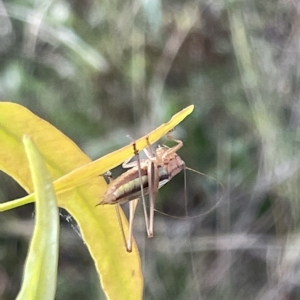 Conocephalus semivittatus at Mount Ainslie - 2 Mar 2023 07:58 PM