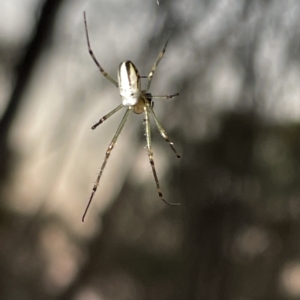 Leucauge sp. (genus) at Campbell, ACT - 2 Mar 2023 07:37 PM