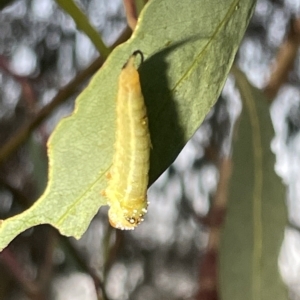 Lophyrotoma sp. (genus) at Campbell, ACT - 2 Mar 2023