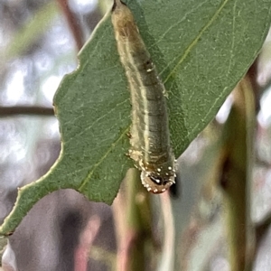 Lophyrotoma sp. (genus) at Campbell, ACT - 2 Mar 2023