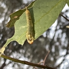 Lophyrotoma sp. (genus) at Campbell, ACT - 2 Mar 2023