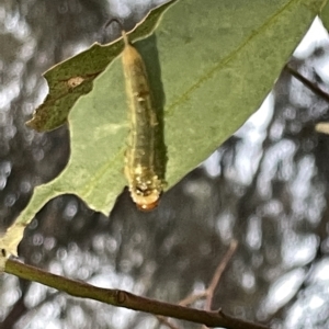 Lophyrotoma sp. (genus) at Campbell, ACT - 2 Mar 2023