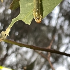 Lophyrotoma sp. (genus) at Campbell, ACT - 2 Mar 2023