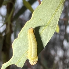 Lophyrotoma sp. (genus) at Campbell, ACT - 2 Mar 2023