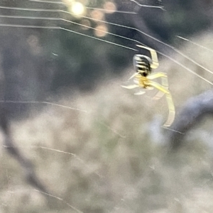 Deliochus sp. (genus) at Campbell, ACT - 2 Mar 2023