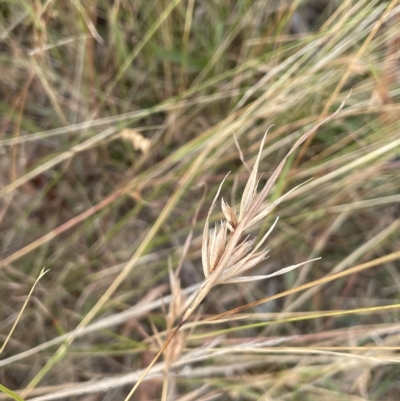 Themeda triandra (Kangaroo Grass) at Sweeney's TSR - 1 Mar 2023 by JaneR
