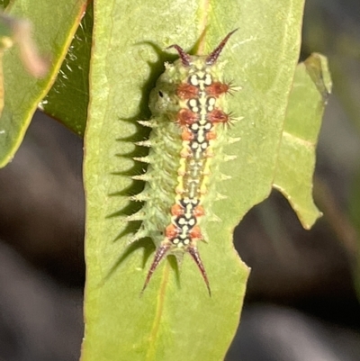 Doratifera quadriguttata (Four-spotted Cup Moth) at Mount Ainslie - 2 Mar 2023 by Hejor1