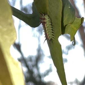 Doratifera quadriguttata at Campbell, ACT - 2 Mar 2023