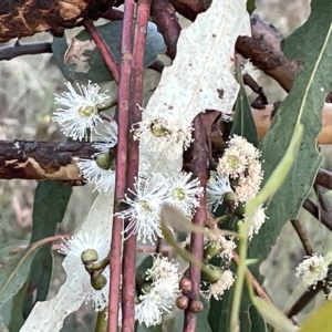 Eucalyptus bridgesiana at Campbell, ACT - 2 Mar 2023 07:21 PM