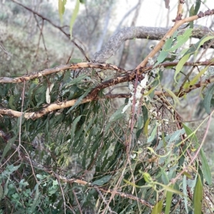 Eucalyptus bridgesiana at Campbell, ACT - 2 Mar 2023 07:21 PM