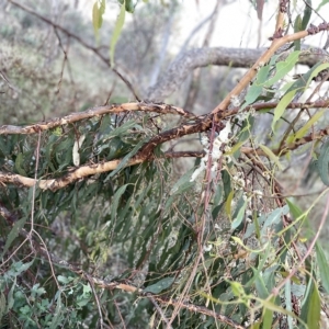 Eucalyptus bridgesiana at Campbell, ACT - 2 Mar 2023