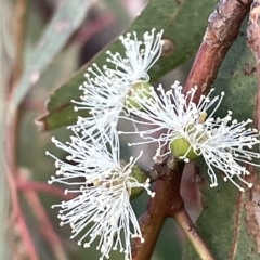 Eucalyptus bridgesiana at Campbell, ACT - 2 Mar 2023 07:21 PM