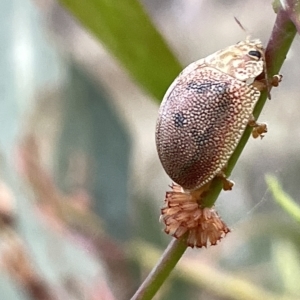 Paropsis atomaria at Campbell, ACT - 2 Mar 2023