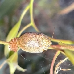 Paropsis atomaria at Campbell, ACT - 2 Mar 2023 07:21 PM