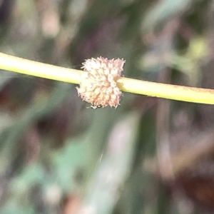 Paropsis atomaria at Campbell, ACT - 2 Mar 2023