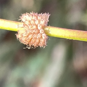 Paropsis atomaria at Campbell, ACT - 2 Mar 2023