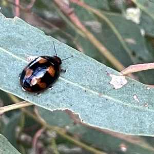 Paropsisterna beata at Campbell, ACT - 2 Mar 2023 07:19 PM