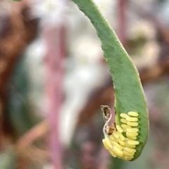 Paropsisterna cloelia (Eucalyptus variegated beetle) at Campbell, ACT - 2 Mar 2023 by Hejor1