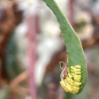 Paropsisterna cloelia (Eucalyptus variegated beetle) at Campbell, ACT - 2 Mar 2023 by Hejor1