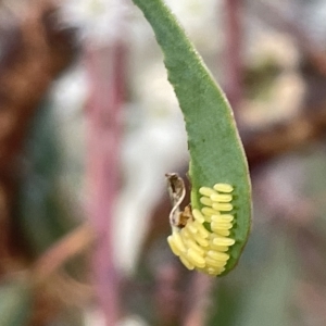 Paropsisterna cloelia at Campbell, ACT - 2 Mar 2023 07:18 PM