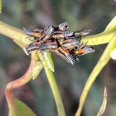 Eurymeloides sp. (genus) at Campbell, ACT - 2 Mar 2023