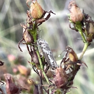 Philobota (genus) at Campbell, ACT - 2 Mar 2023