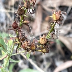 Philobota (genus) at Campbell, ACT - 2 Mar 2023