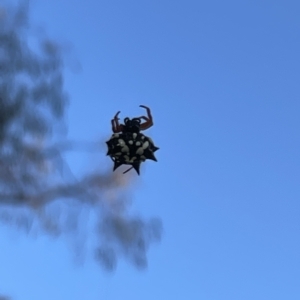 Austracantha minax at Campbell, ACT - 2 Mar 2023