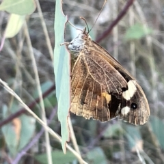 Heteronympha merope (Common Brown Butterfly) at Campbell, ACT - 2 Mar 2023 by Hejor1