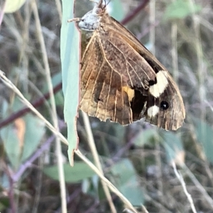 Heteronympha merope at Campbell, ACT - 2 Mar 2023