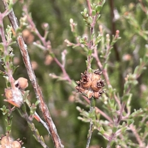 Kunzea parvifolia at Lake George, NSW - 1 Mar 2023 11:43 AM